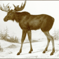 moose free clipart