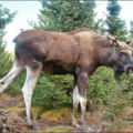 moose in sweden free clipart