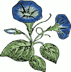 morning glory free clipart