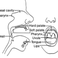 mouth diagram free clipart