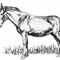 mule free clipart