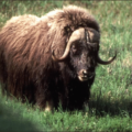 musk ox free clipart