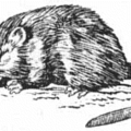 muskrat bw free clipart