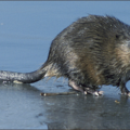 muskrat free clipart