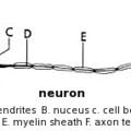 neuron free clipart