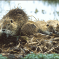 nutria 2 free clipart