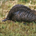 nutria free clipart