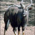 nyala free clipart