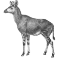 okapi 1 free clipart