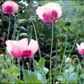 opium poppy free clipart