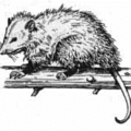 opossum bw free clipart