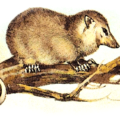 opossum free clipart