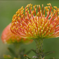 orange pincushion protea free clipart