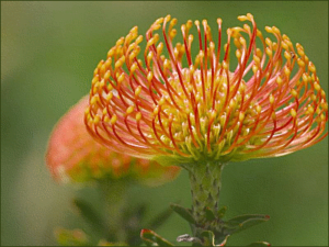 orange pincushion protea free clipart