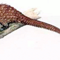 pangolin free clipart