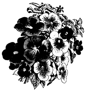 pansies free clipart