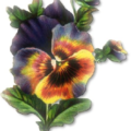 pansy free clipart