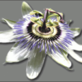 passion fruit flower free clipart