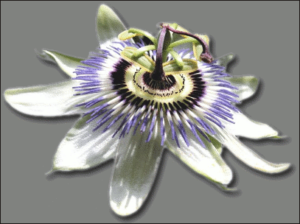 passion fruit flower free clipart