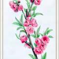 peach blossom free clipart