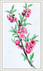 peach blossom free clipart