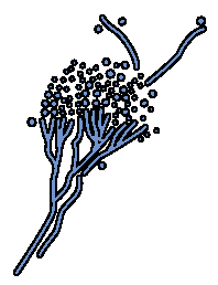 penicillium mold fungus free clipart penicillium mold fungus free clipart