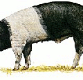 pig saddleback pig free clipart