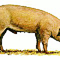 pig swedish landrace free clipart