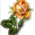 pink and yellow rose 1 free clipart