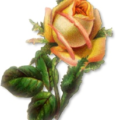 pink and yellow rose free clipart