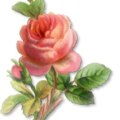 pink flower free clipart