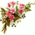 pink ivy free clipart