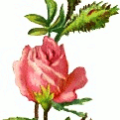 pink rose design free clipart