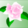 pink rose free clipart