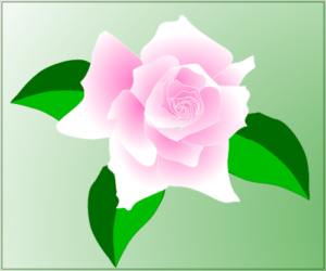 pink rose free clipart