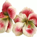 pink white flowers free clipart