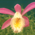 pleione limprichtii free clipart