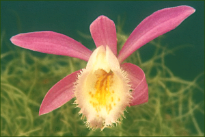 pleione limprichtii free clipart