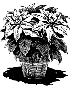pointsetta free clipart