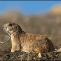 prairie dog 2 free clipart