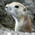 prarie dog 1 free clipart