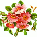 pretty pink blooms free clipart