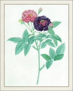 purpurea free clipart