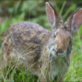 rabbit chewing rabbit free clipart