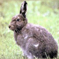 rabbit mountain hare free clipart