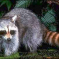 raccoon free clipart