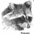 racoon free clipart