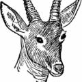 reedbuck free clipart