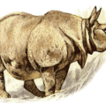 rhinoceros rhino 3 free clipart