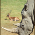 rhinoceros rhino photo free clipart